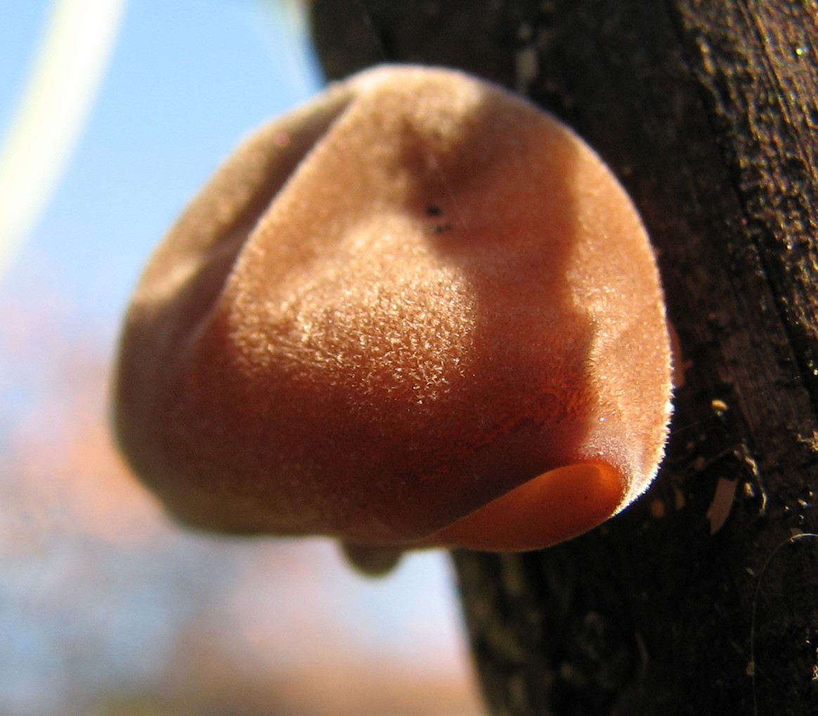 fungo gelatinoso arancione